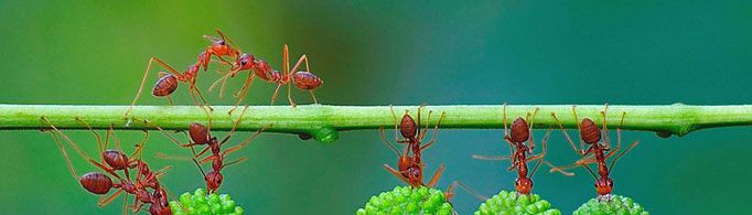 蚂蚁有骨头和血液吗？