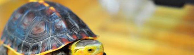 为什么有钱有势的女婿是金龟婿？