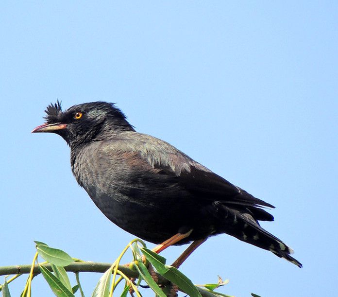 八哥会说话吗？