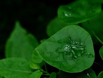 绿色真的护眼吗？