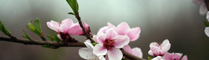 为什么把爱情称为桃花运？