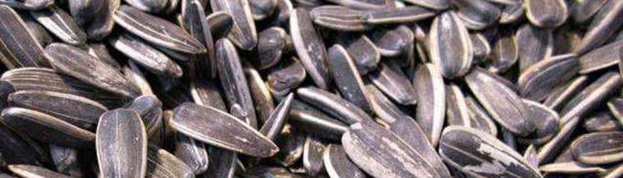 东北人为什么将葵瓜子称为毛嗑？