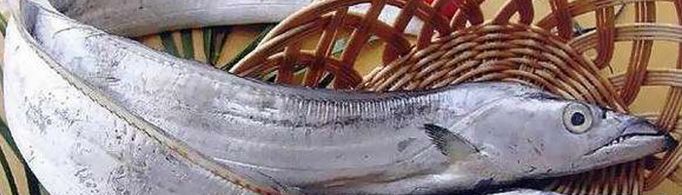 为什么菜市场上没有活的带鱼？