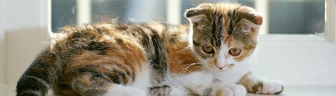 十二生肖为什么没有猫？