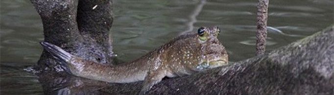 为什么弹涂鱼会爬树?