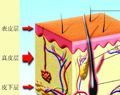 人体最大的器官是什么？