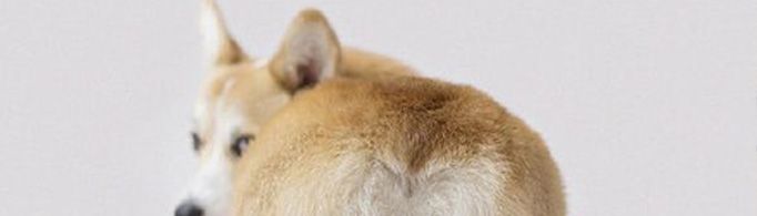 为什么会用“狗屁不通”批评很差的文章？