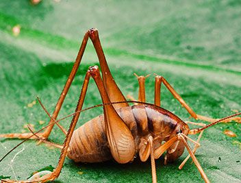 蛛丝马迹中的马指的是什么？