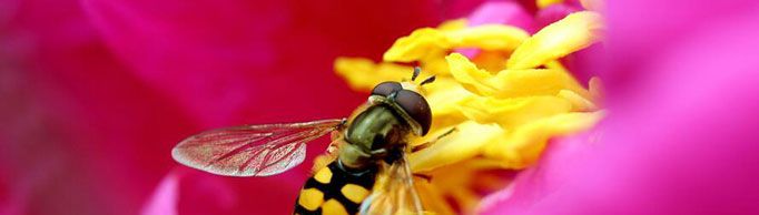 蜜蜂是怎么把花蜜转化成蜂蜜的？