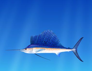 世界上游得最快的鱼是什么鱼？