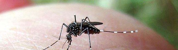 冬天的时候蚊子都去哪儿了？