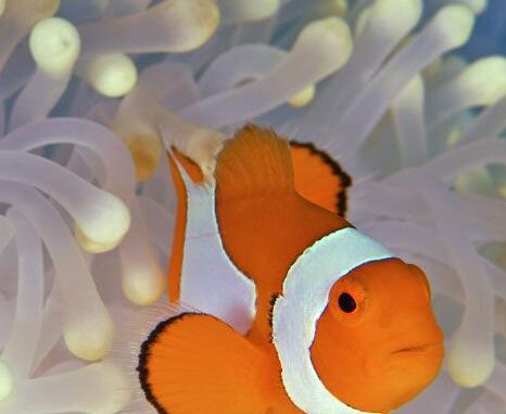 鱼也会被淹死吗？