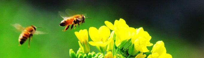 为什么蜜蜂知道在什么地方采蜜？