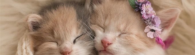 动物也会做梦吗？