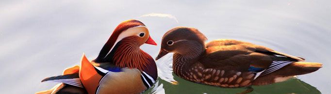 鸳鸯为什么用来比喻夫妻恋人？