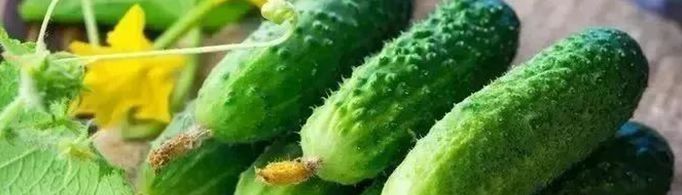 黄瓜明明是绿色的为什么被叫做黄瓜?