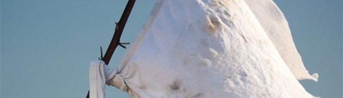 为什么投降要举白旗?