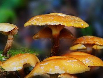 地球上最大的生物体是什么？