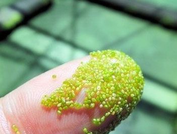 世界上最小的花是什么？