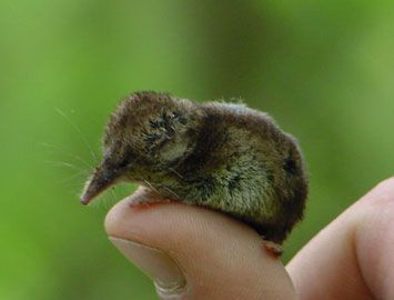 世界上最小的哺乳动物是什么？