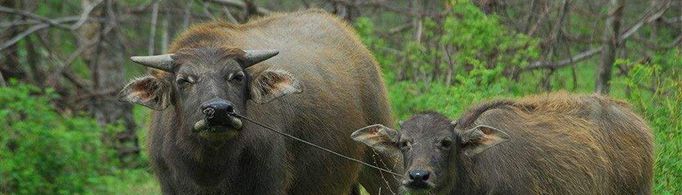 生肖牛为什么又叫丑牛？