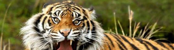 生肖虎为什么又叫寅虎？