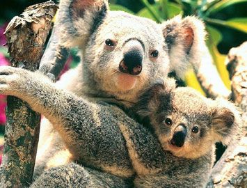 树袋熊的口袋在哪里?