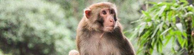 生肖猴为什么又叫申猴？