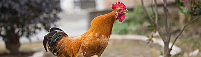 生肖鸡为什么又叫酉鸡?