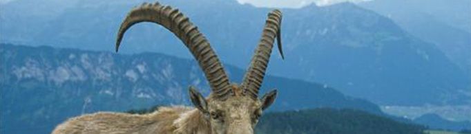 生肖羊为什么又叫未羊?