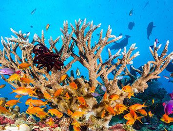 海洋中最大的珊瑚礁是什么？