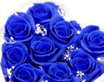 蓝玫瑰代表什么意思?