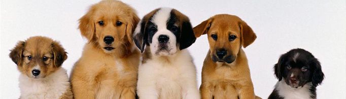 生肖狗为什么又叫戌狗?