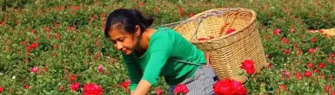 为什么下午摘的玫瑰更能持久?