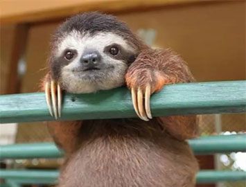 世界上最懒的动物是什么?