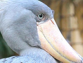 世界上头最大的鸟是什么鸟?