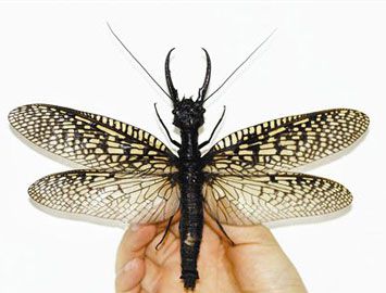 世界上最大的水生昆虫是什么?