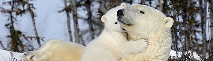 北极熊为什么不怕冷?