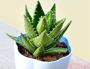 吃芦荟会中毒吗?