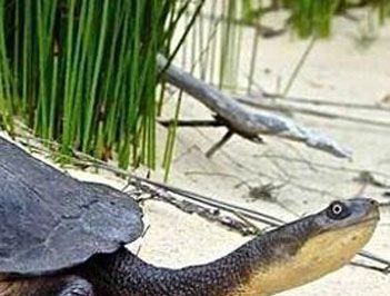 世界上脖子最长的乌龟是什么?