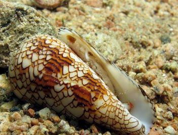 世界上最毒的海螺是什么？