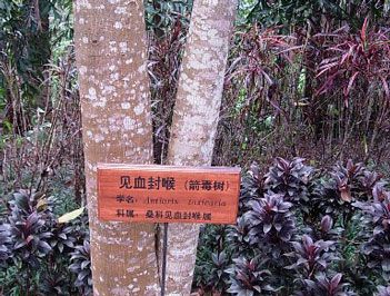 世界上最毒的树是什么？