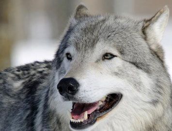 世界上最大的犬科动物是什么？