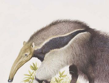 世界上最大的食蚁兽是什么？