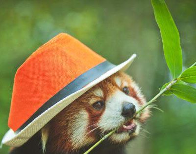 小熊猫是幼年的大熊猫吗？