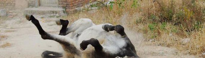 为什么驴爱在地上打滚？