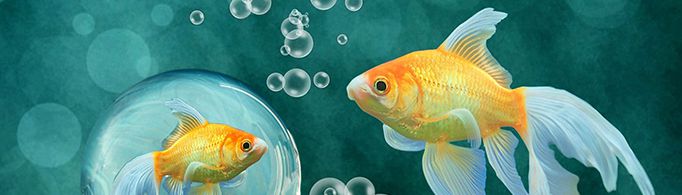 为什么大多数鱼是近视眼?