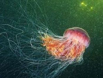 世界上最大的水母是什么?