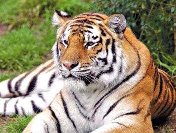 世界上最大的老虎是什么?