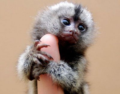 世界上最小的猴子是什么?